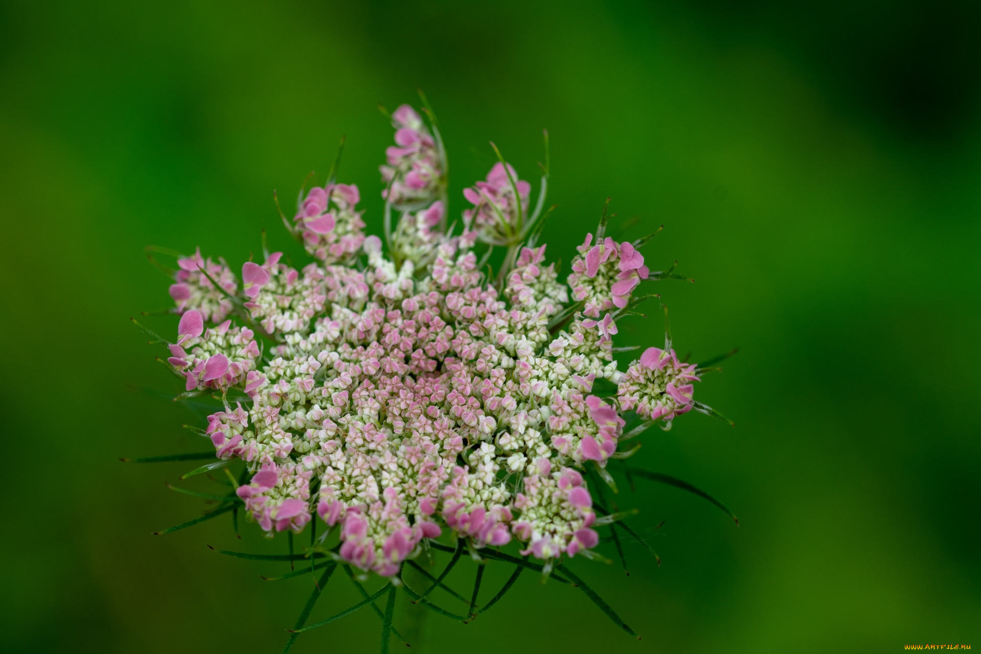 daucus carota,  , ,  ,  , daucus, carota, , 